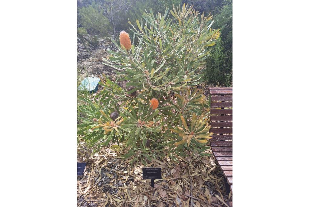 Burdett's banksia