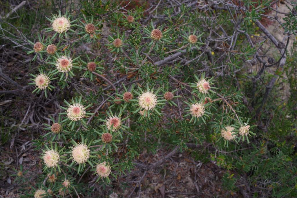 Roze banksia