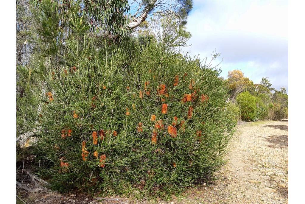 Banksia met heideblad