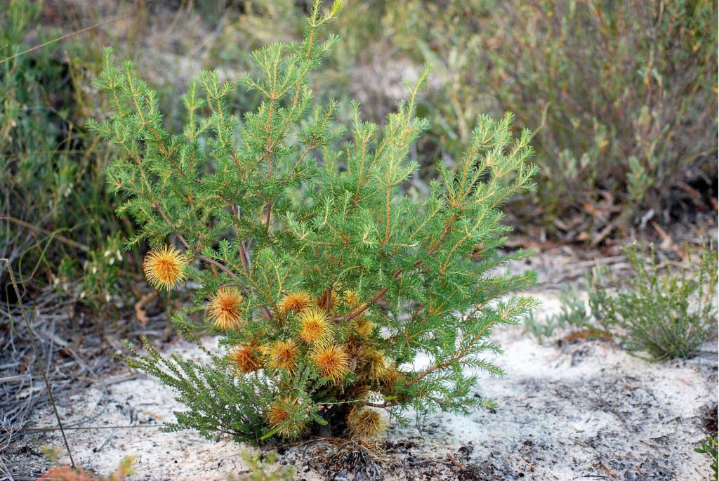 Roosfruitige banksia