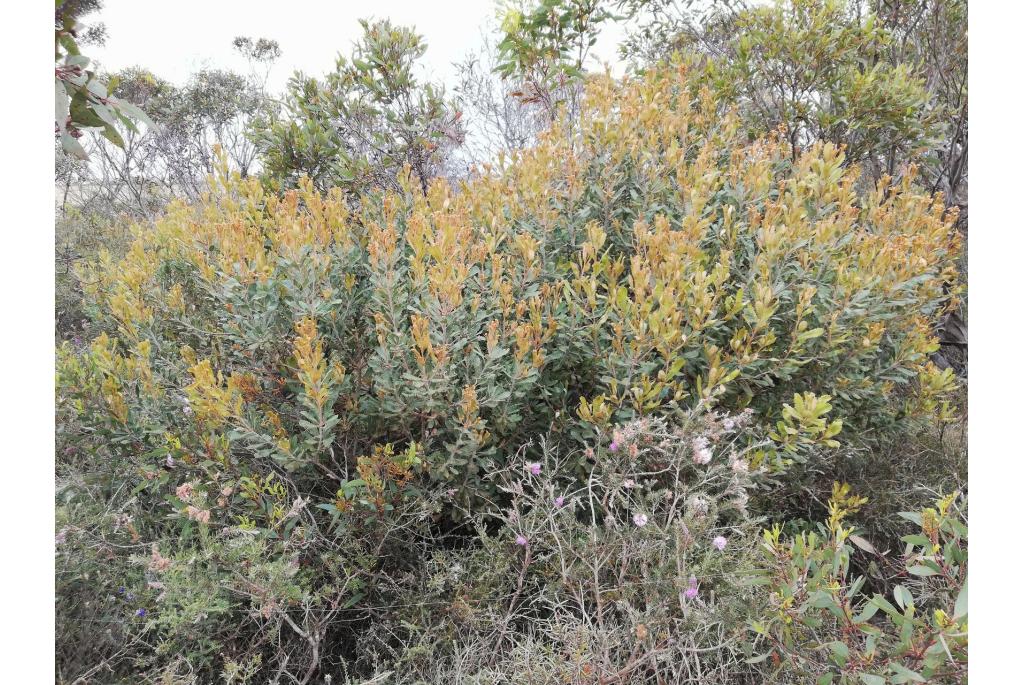 Gouden steel banksia