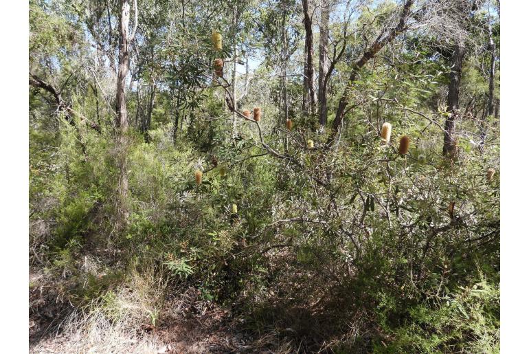 Banksia oblongifolia -2057