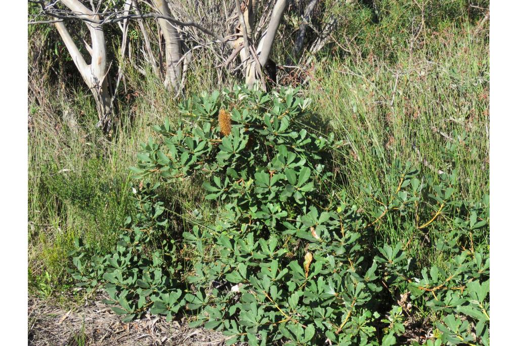 Moeras banksia