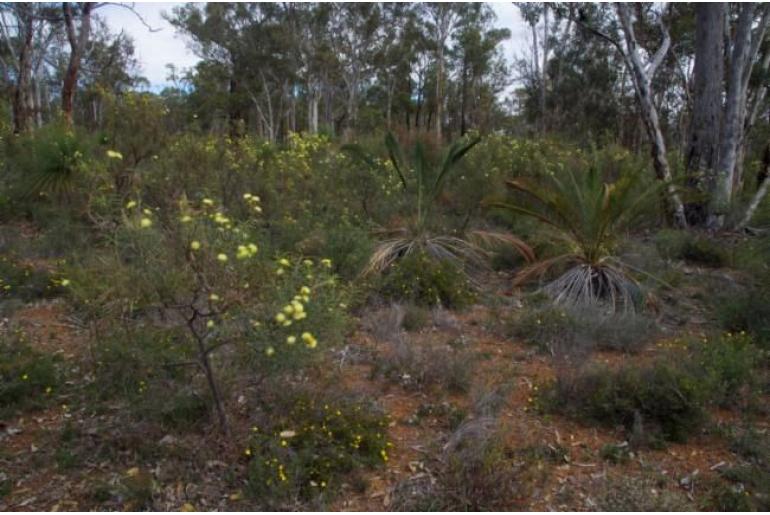 Banksia polycephala -2060