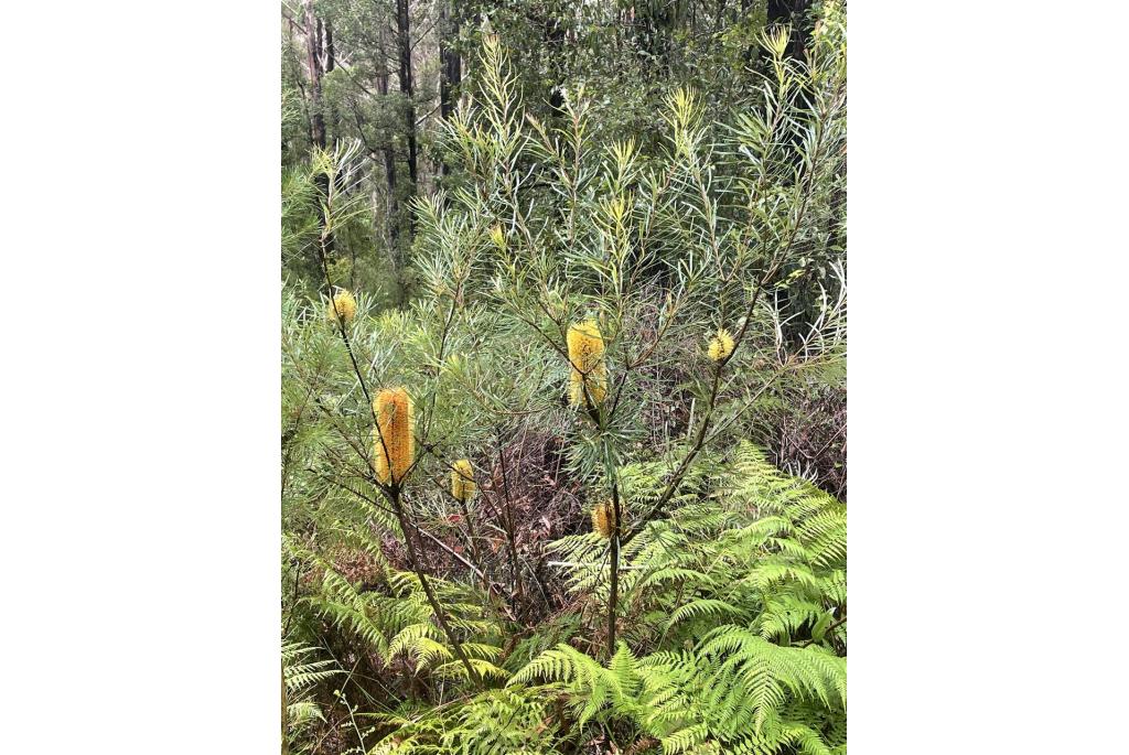 Heuvel haarspeld banksia