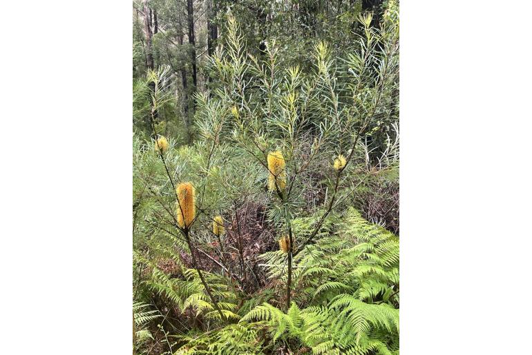 Banksia collina -2062