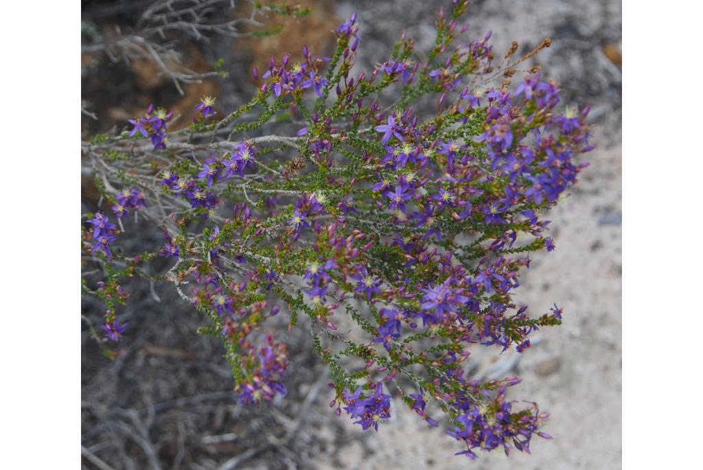 Leschenault's sterrenbloem