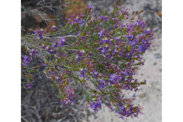 Calytrix leschenaultii -2081