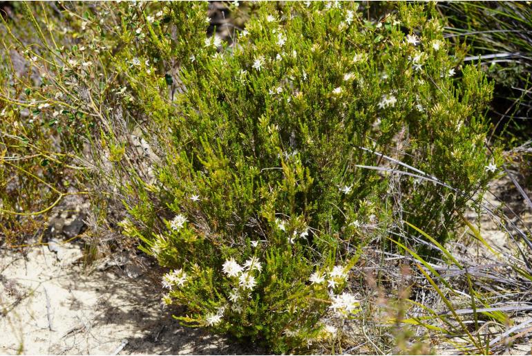 Calytrix tetragona -2082