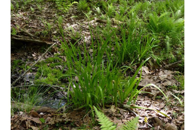 Carex folliculata -2085