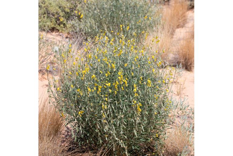 Crotalaria eremaea -2092