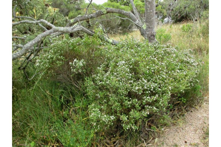 Darwinia diosmoides -2093