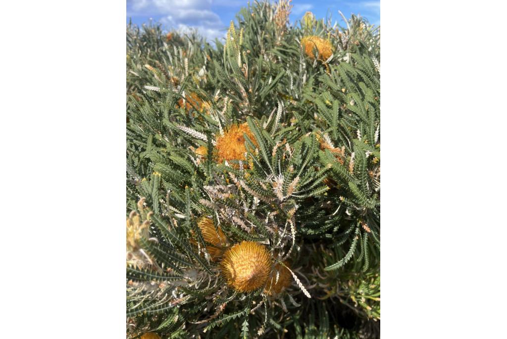 Opzichtige banksia