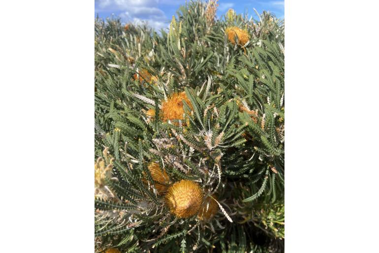 Banksia formosa -2101