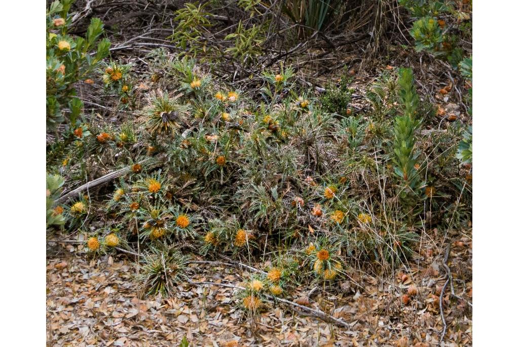 Fraser's banksia