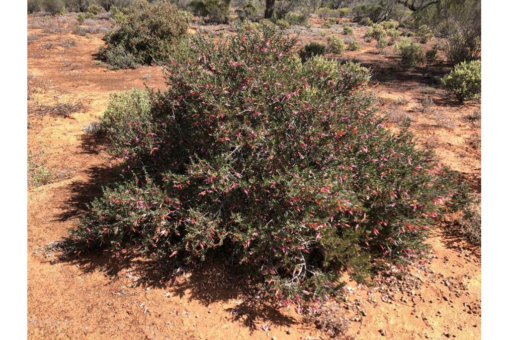 Gevlekte Eremophila