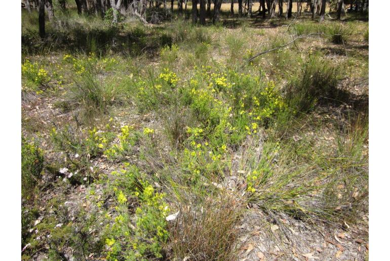 Calytrix flavescens -2116