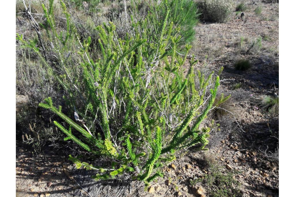 Diosma-bladige melaleuca