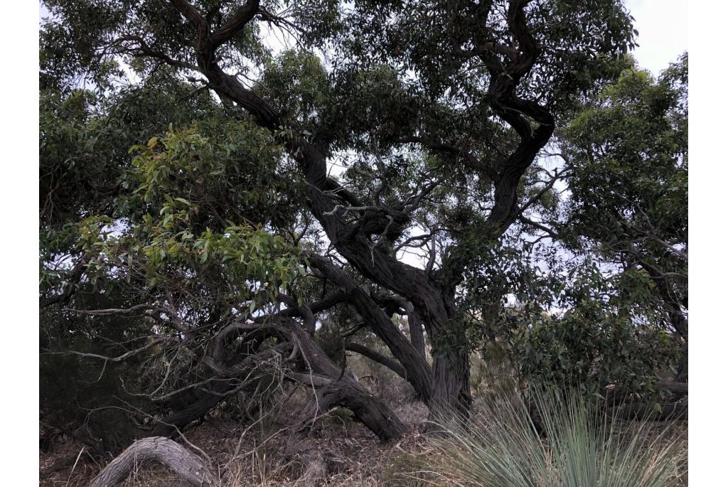 Woestijn Eucalyptus