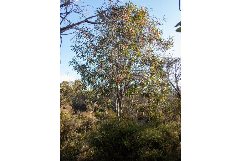 Hakea laurina -2130