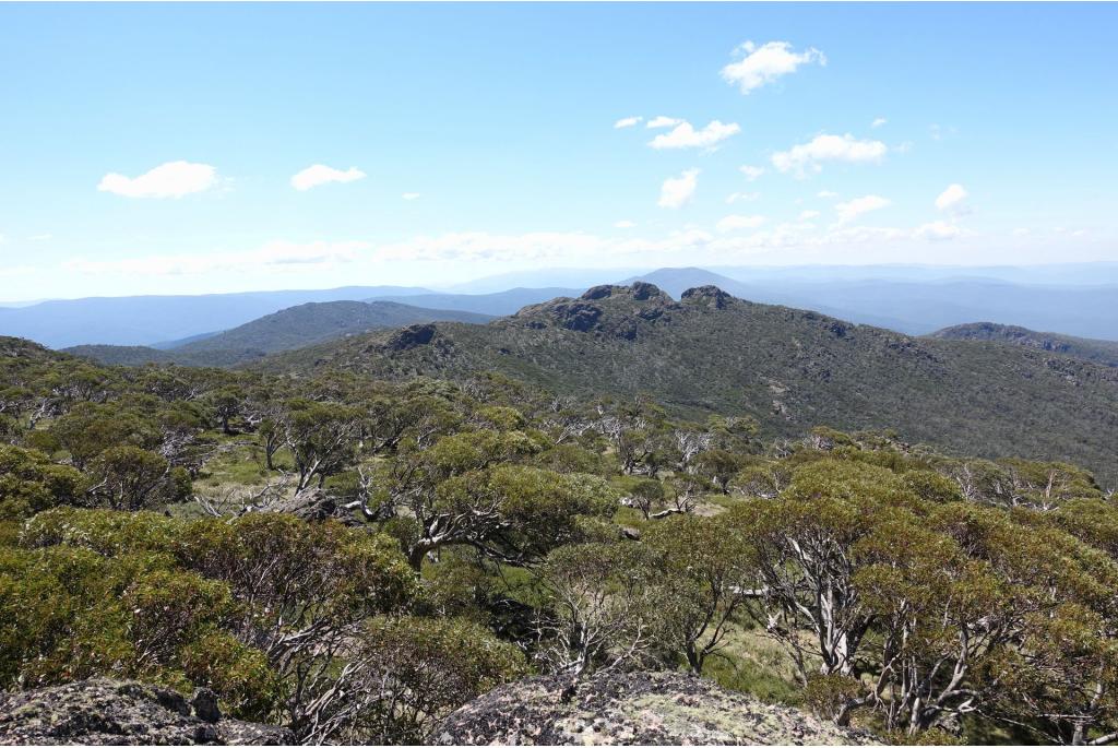 Sneeuw Eucalyptus