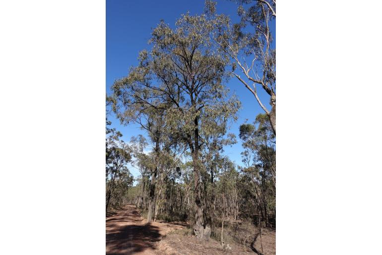 Eucalyptus tricarpa -2143