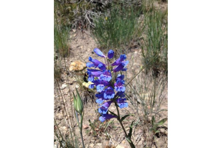 Penstemon lemhiensis -2145