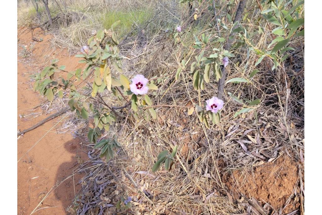 Australische katoenplant