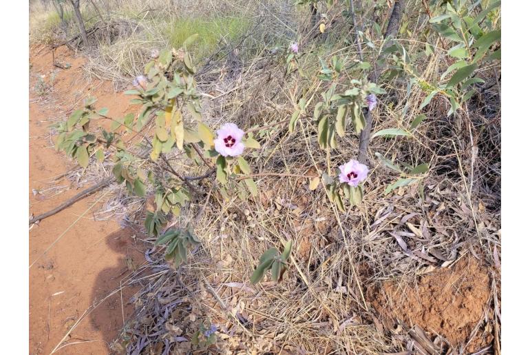 Gossypium australe -2152