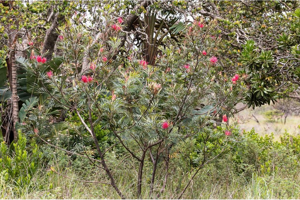 Rood Banks grevillea