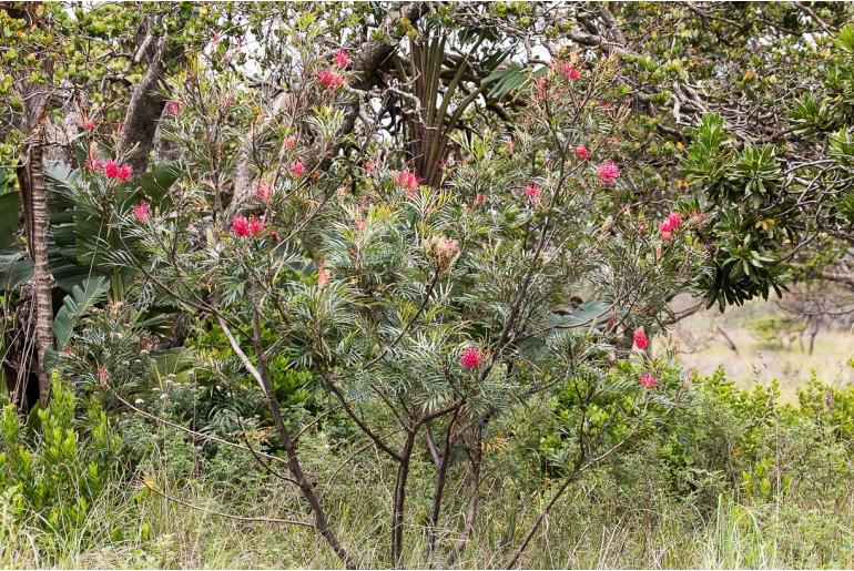 Grevillea banksii -2153