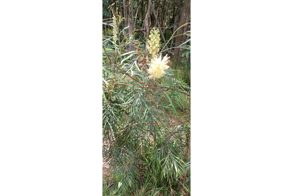 Wit Banks grevillea