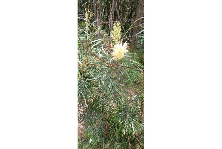 Grevillea banksii 'White' -2154