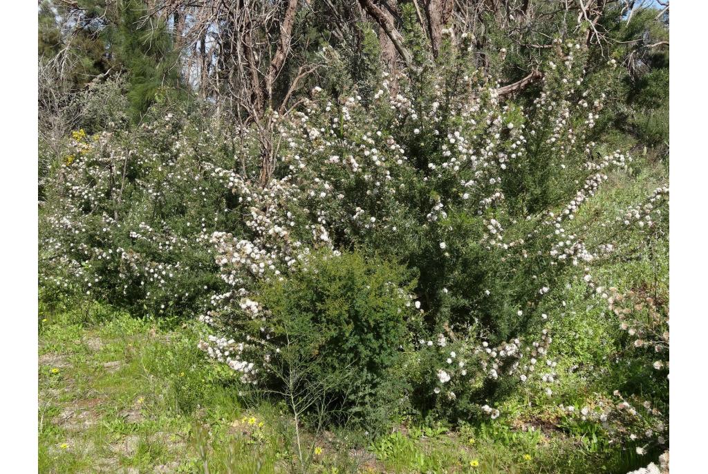 Crithmum bladerige Grevillea