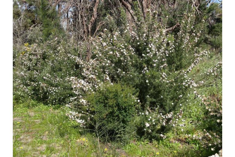 Grevillea crithmifolia -2155