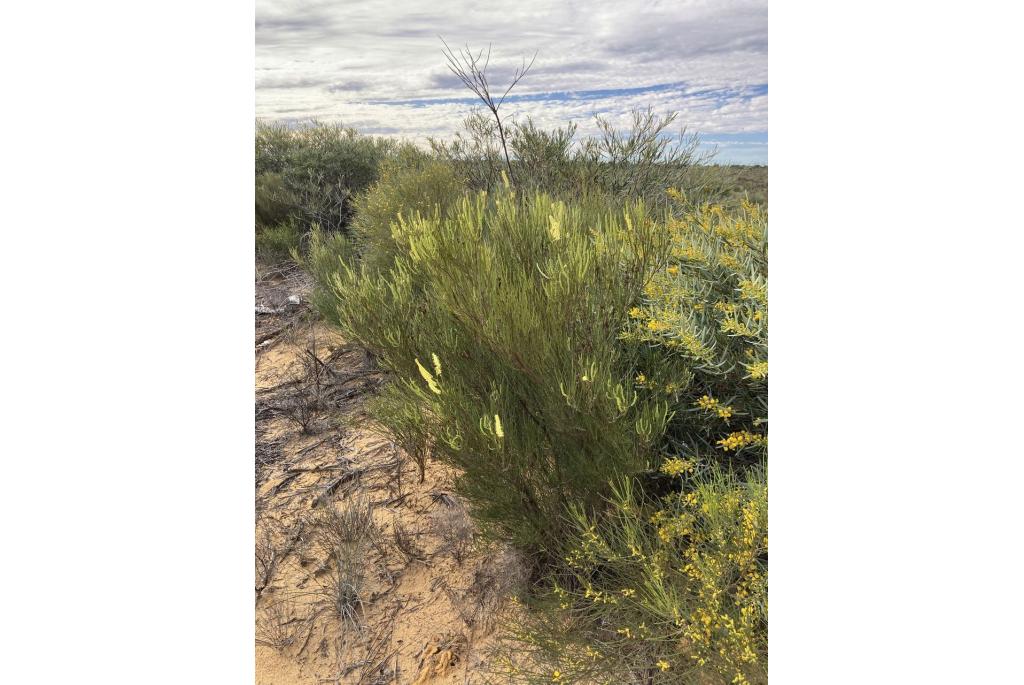 Grevillea bloei in paren van druiventrossen