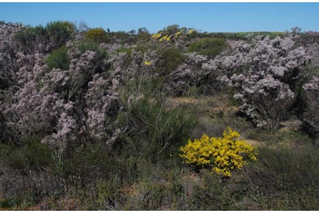 Gele vlam Grevillea