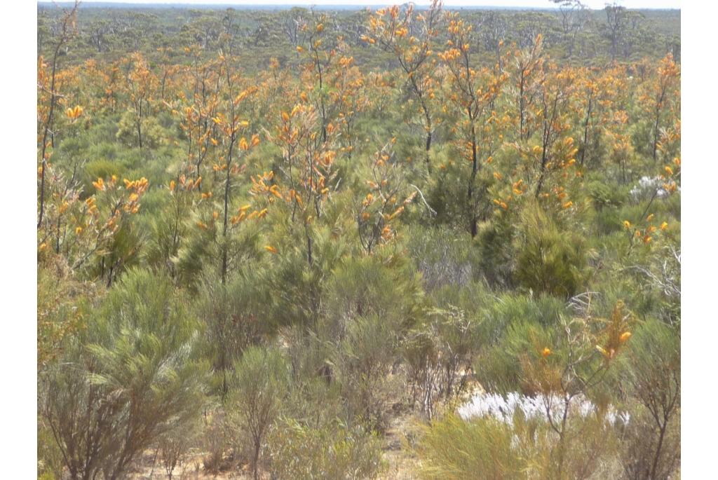 Oranje vlam Grevillea