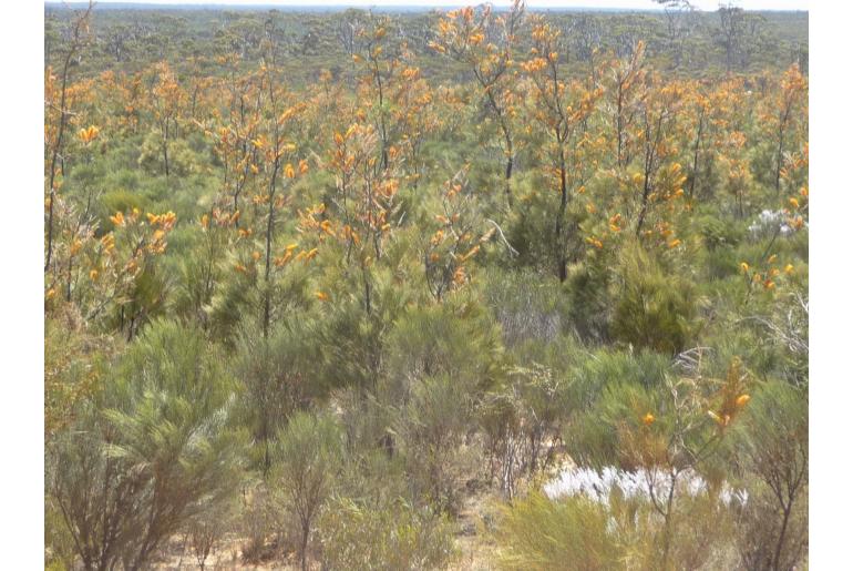 Grevillea excelsior -2158