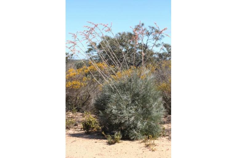 Grevillea leucopteris -2159