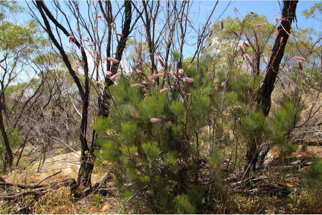 Petrophile-bladerige Grevillea