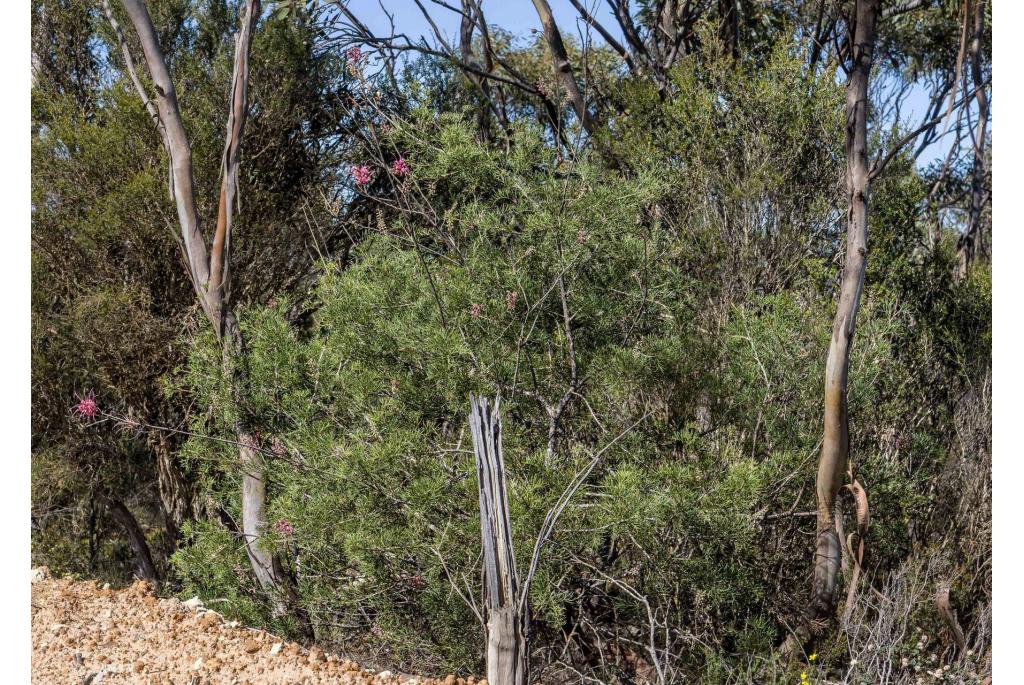 Grevillea met onderverdeeld gebladerte