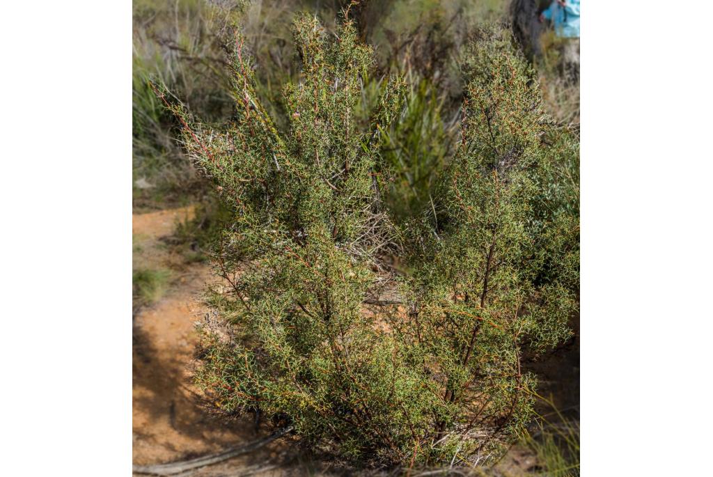 Rond-blad Grevillea