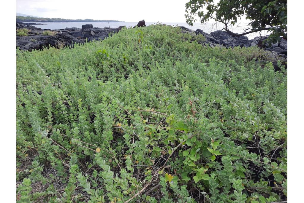 Strand Vitex