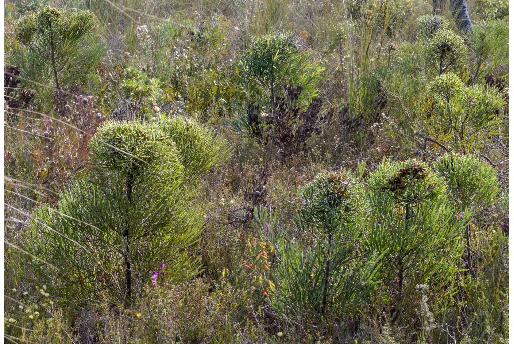 Bloemkool Hakea