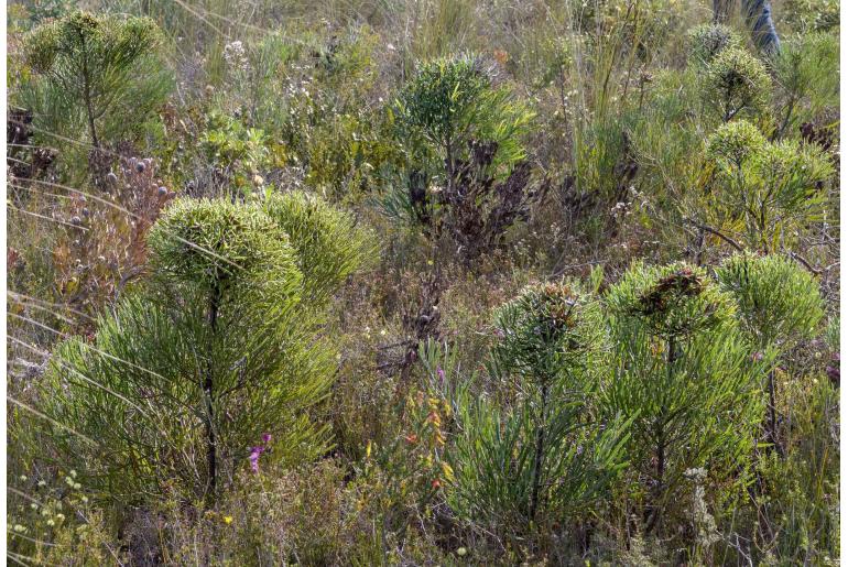 Hakea corymbosa -2172