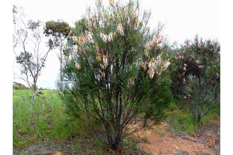 Hakea francisiana -2174