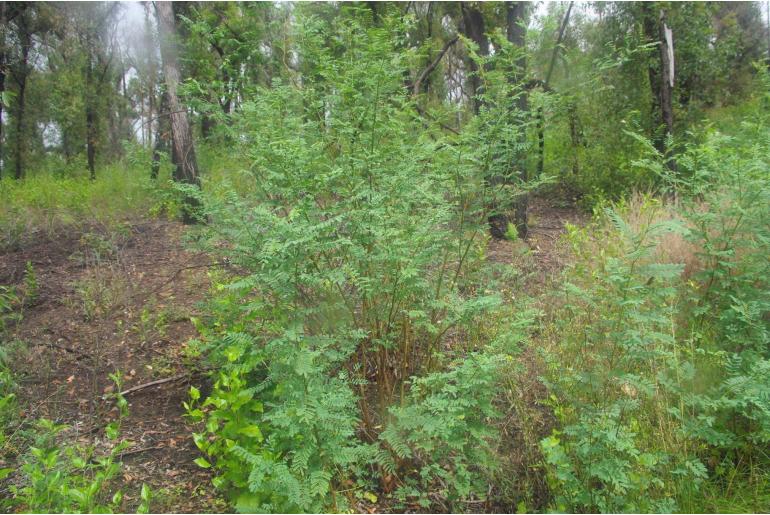 Indigofera australis -2184