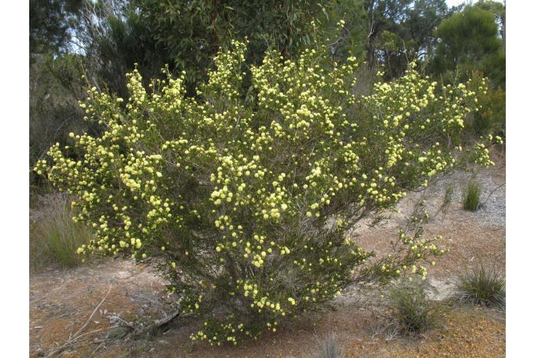 Kunzea ericifolia -2189