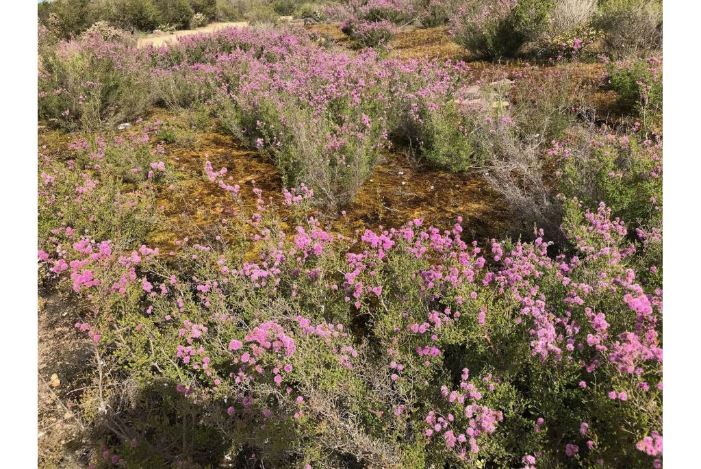 Kleinbladige kunzea